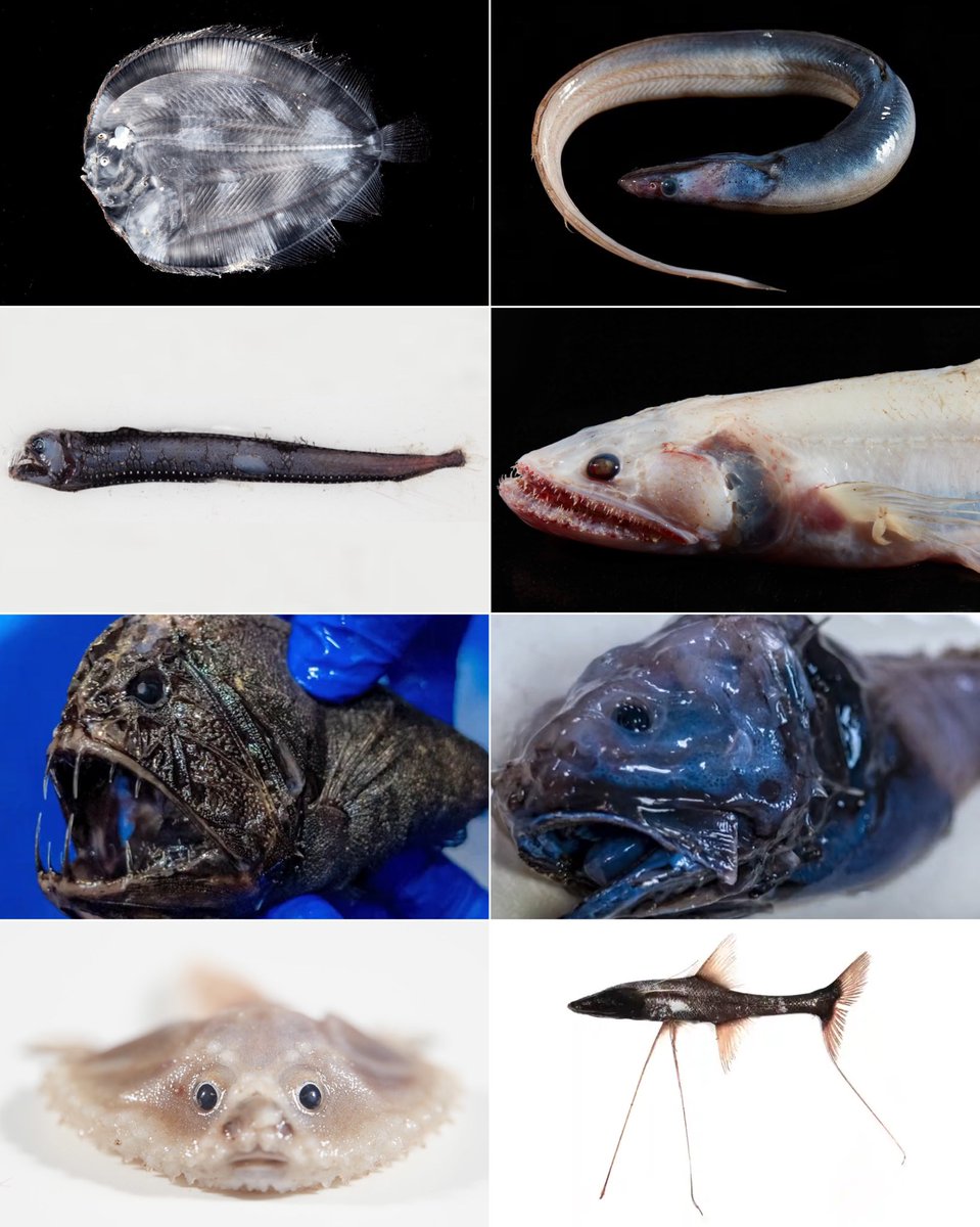 Scientists have discovered several new deep-sea creatures while exploring the depths of the Indian Ocean.
