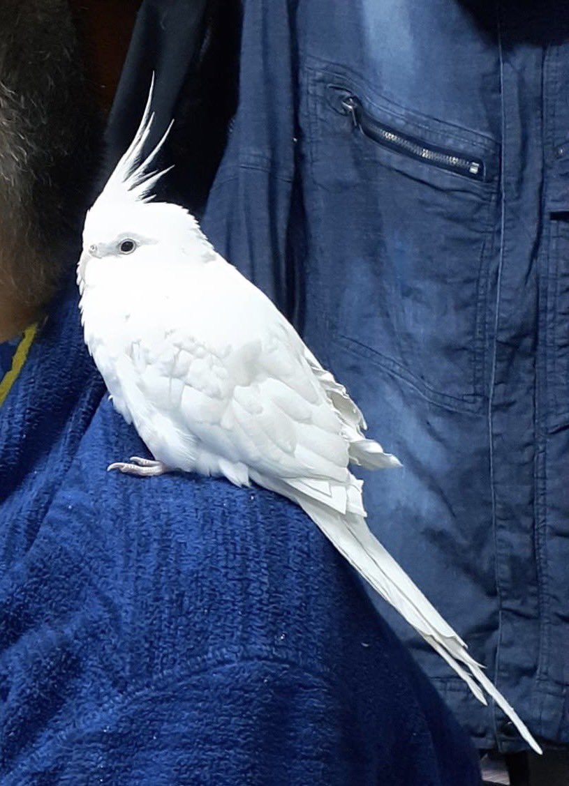 WANKORO99's tweet photo. 昨日迷子になった
オカメインコのリリーちゃんです。
チョコちゃん、とお喋りします。
横須賀市の西側、縦貫道付近より逃げたようです。
この寒い中、どこにいるのかせつないです！ https://t.co/YvOtnPms5v