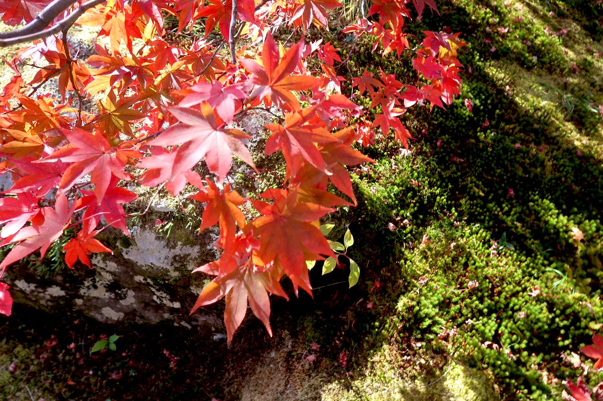 「紅葉、観てきました坂田金時、縁の地燃えるような鮮やかな赤が本当に綺麗でした。 」|YU-KOのイラスト