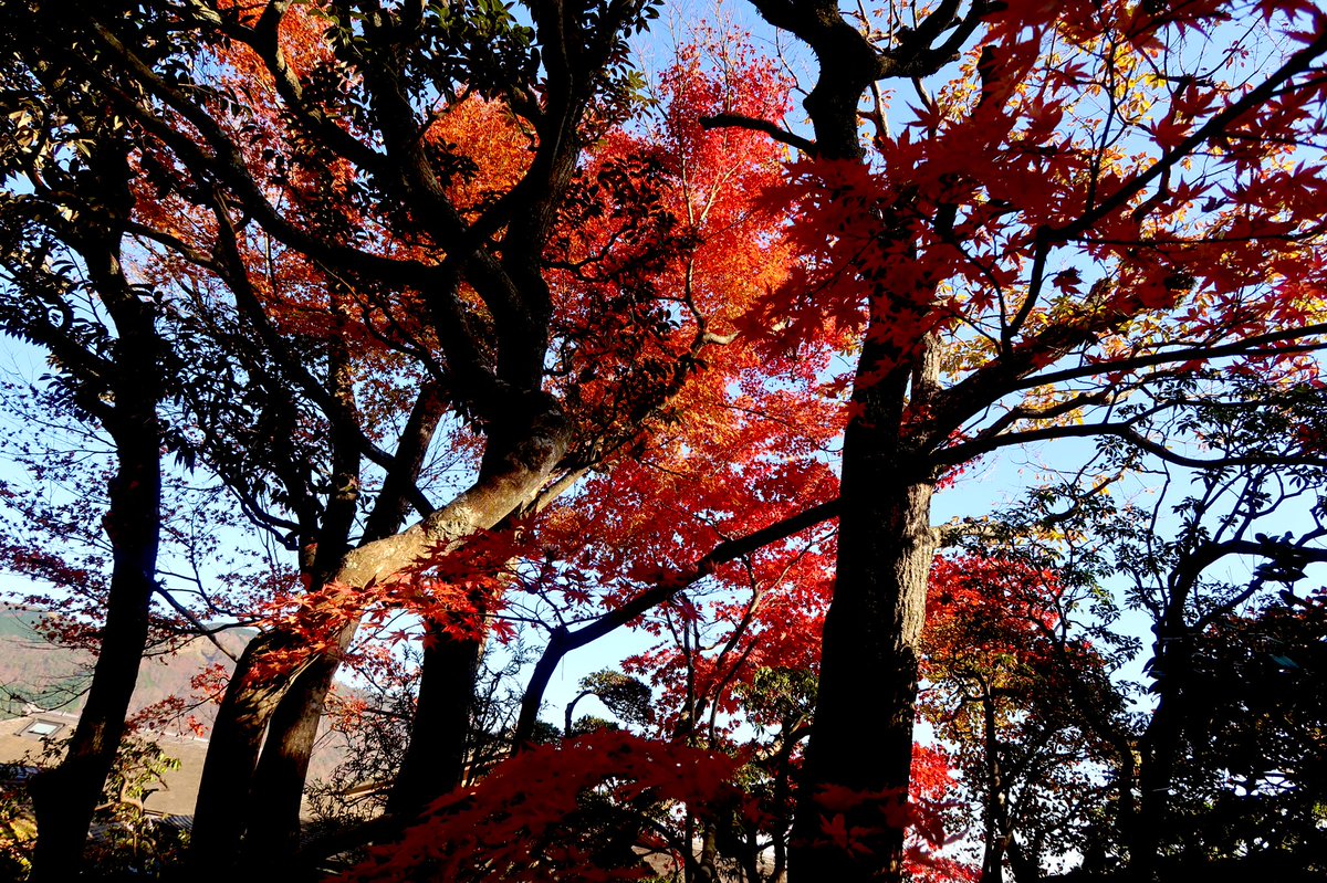 「紅葉、観てきました坂田金時、縁の地燃えるような鮮やかな赤が本当に綺麗でした。 」|YU-KOのイラスト