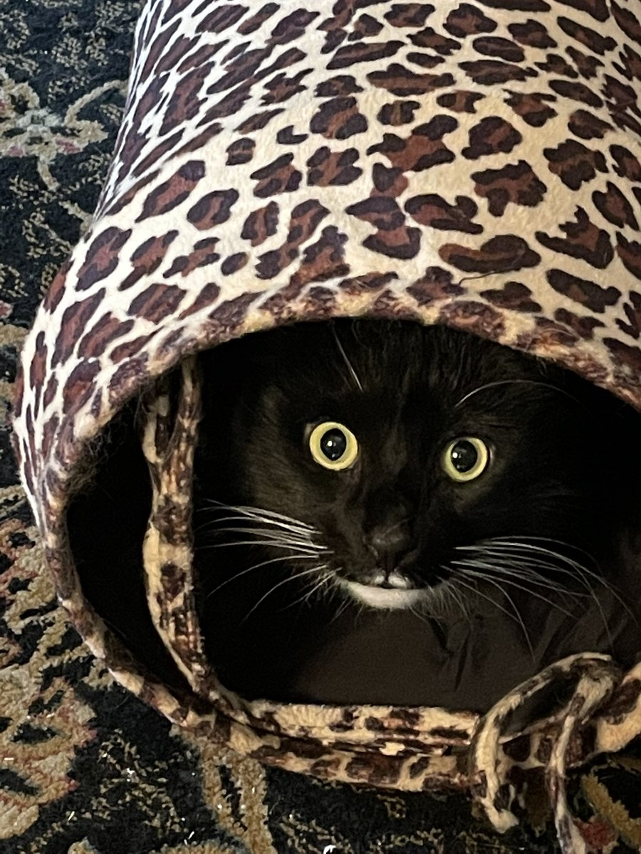 Tim Robinson (@timro@fosstodon.org) tweet media