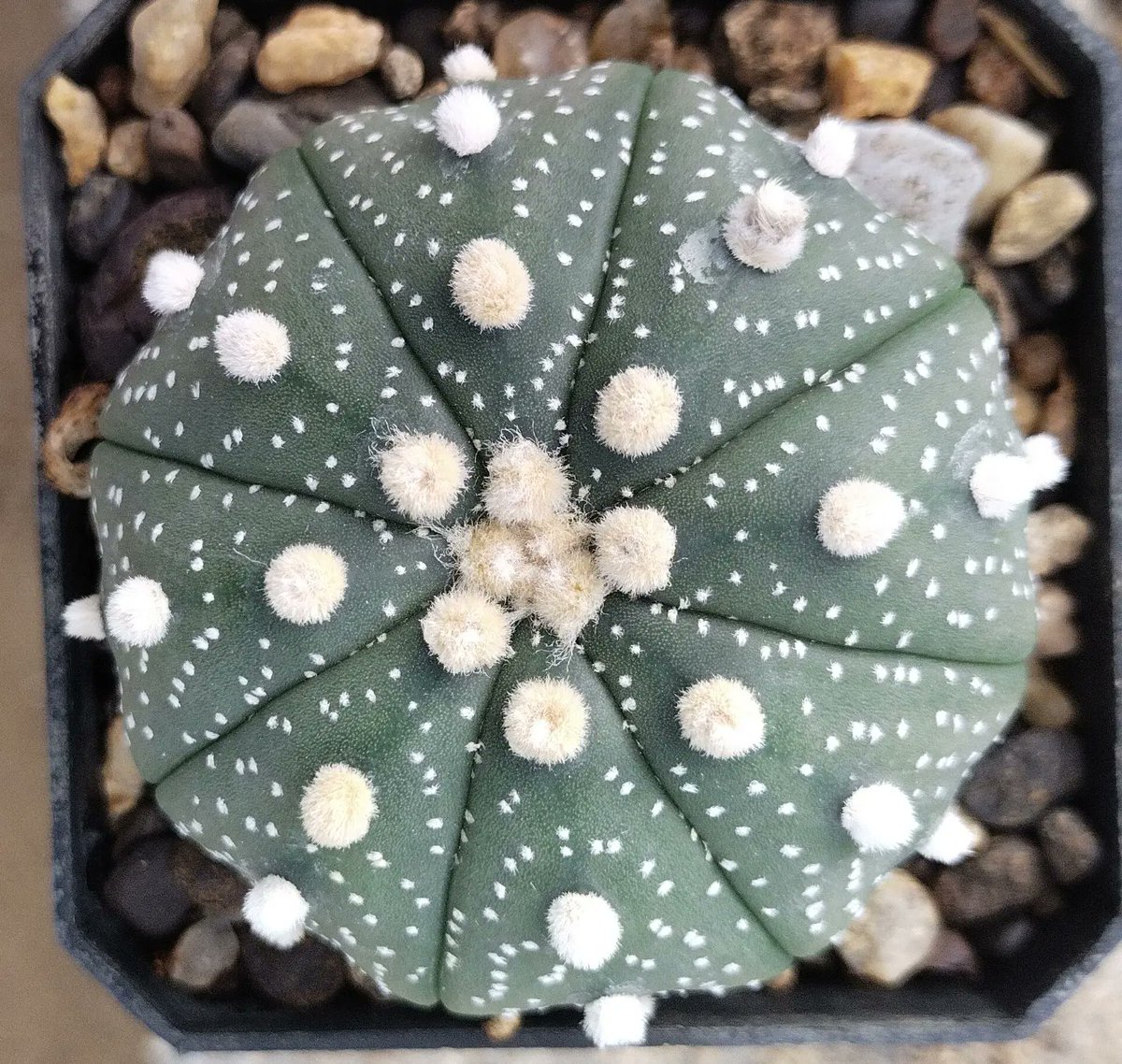 PlantsAndSoils's tweet photo. 🌵🪴✴️ Astrophytum asteria cv Kabuto ✴️🪴🌵

#Asterias #Cactus #succulent #gardenideas #Astrophytum  #naturephotography #photography #art #plantaddict #Cactusaddict #Love #Beautyful #instaphoto #homedecor #Nature #India #flowering #FIFAWorldCup #Dreamers2022 https://t.co/rz3pGeYZjw
