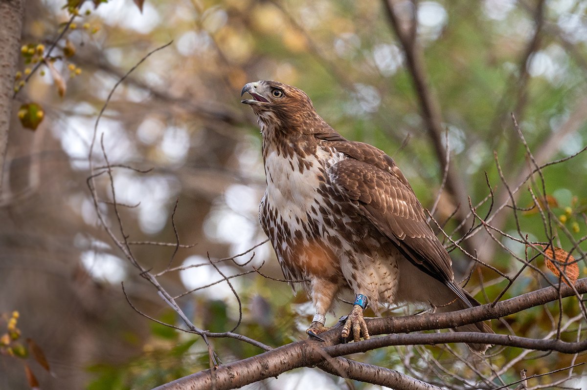 A handsome juvenile Red-tailed Hawk in the Ramble in Central Park this afternoon. Its band indicates that it hatched this year near Greenwood Lake, NY. #birdcpp #birdwatching #BirdsSeenin2022