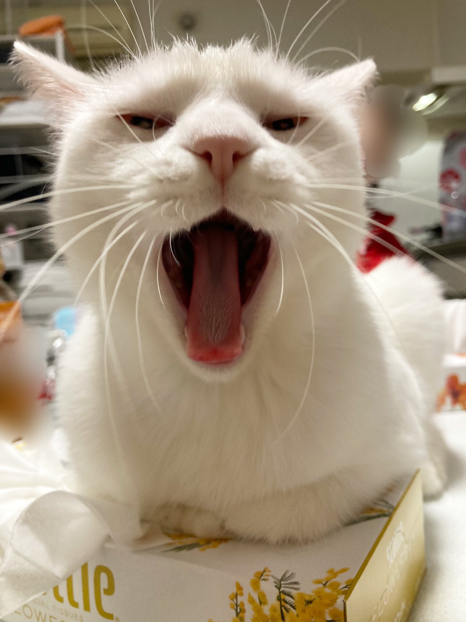 猫のあくび Twitter Search Twitter