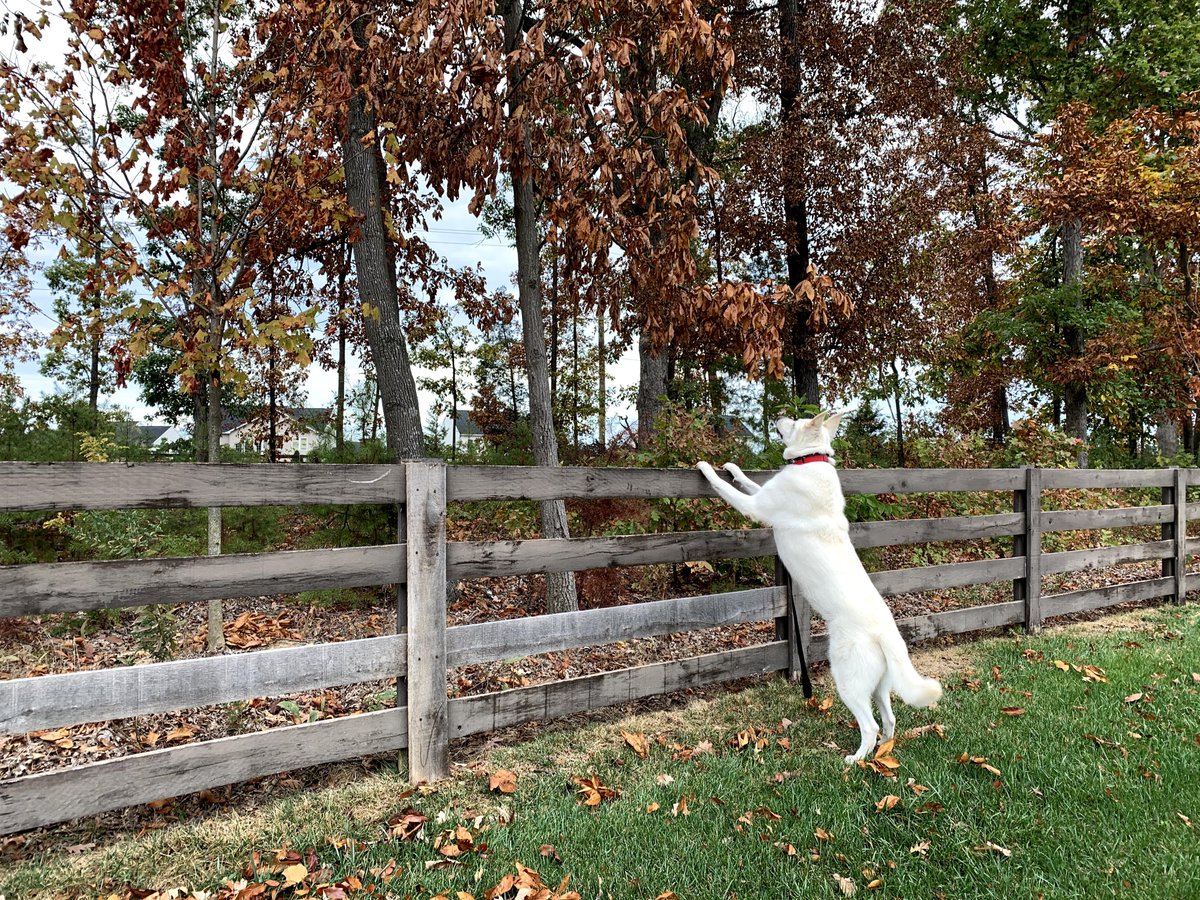 VaDOTNOVA's tweet photo. According to Monica in District Admin, Tide got her name from looking so clean she was washed with detergent 😂 She loves to chase squirrels, especially in fall, but hates when they go up trees!
#PetsOfVDOT https://t.co/xYPjnKUN1U