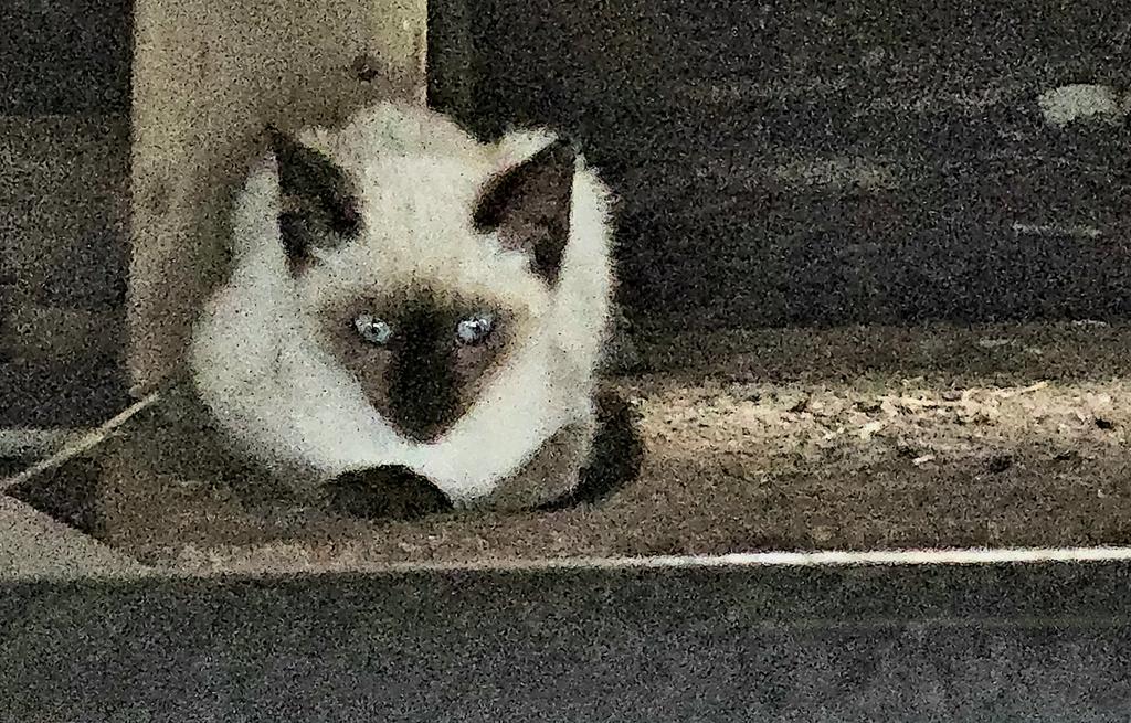 dotnethed's tweet photo. Just found under our house.
#Caturday #CatsLover #kittycat https://t.co/8MdGU87azB