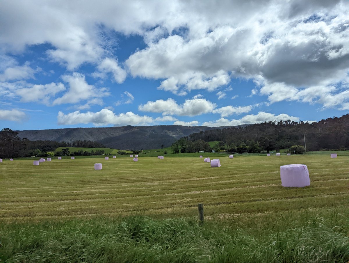 A bountiful marshmallow harvest this year in Tasmania