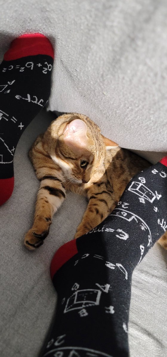 Stonz_camp's tweet photo. Meownight โค๏ธ Den time. Happy #caturday all, I hope everyone had an amazing day ๐ป #catboxsunday tomorrow! So until then be safe sleep and meow well ๐๐ป๐...
#CatsOfTwitter #cats #bengalcat #meowpositive2022 https://t.co/THoSjjjzpx