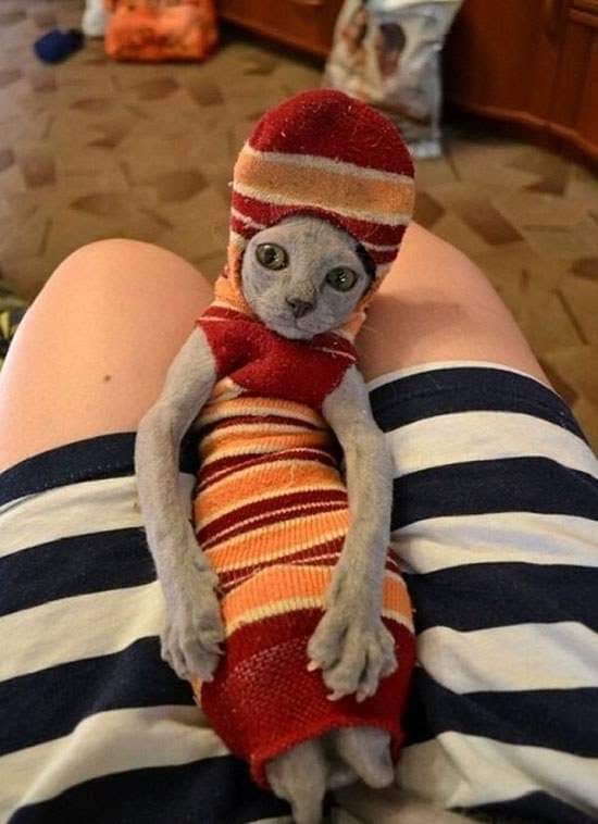 CATBRAINCELL tweet picture