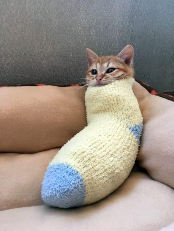 CATBRAINCELL tweet picture