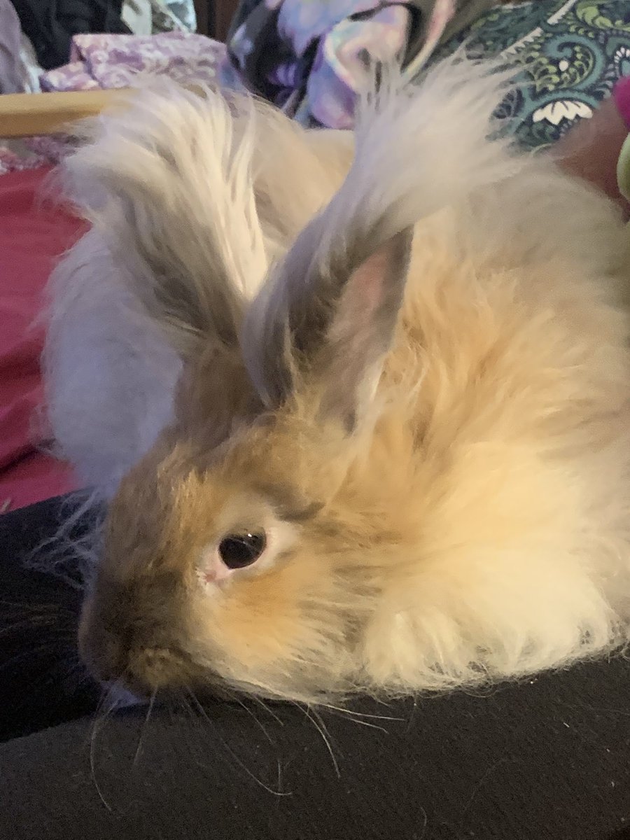 bunsofconyers's tweet image. So bunpals, should we make an Instagram to show us nomming and hopping? Let us know