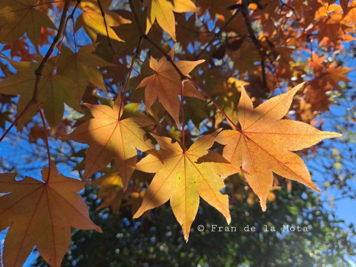 The Maple Society tweet media