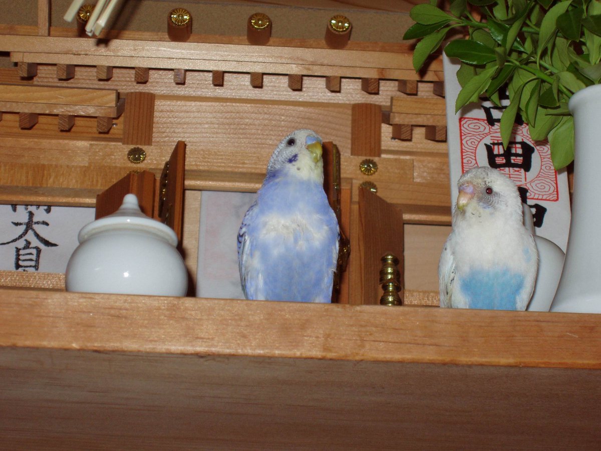 rurisuke21's tweet photo. レイちゃんルーちゃんが神棚みたいにしてある所が気に入ってしまいカバーかけたら、その上がまたお気に入り
先々代の瑠璃ちゃん小雪ちゃんもよく神棚に侵入してたっけ(扉から出てきました風) 鳥さんだから許して下さい。と自分に言い聞かせることにします。。。
#セキセイインコ
#幼鳥さん
#インコ https://t.co/rehesOK8mb