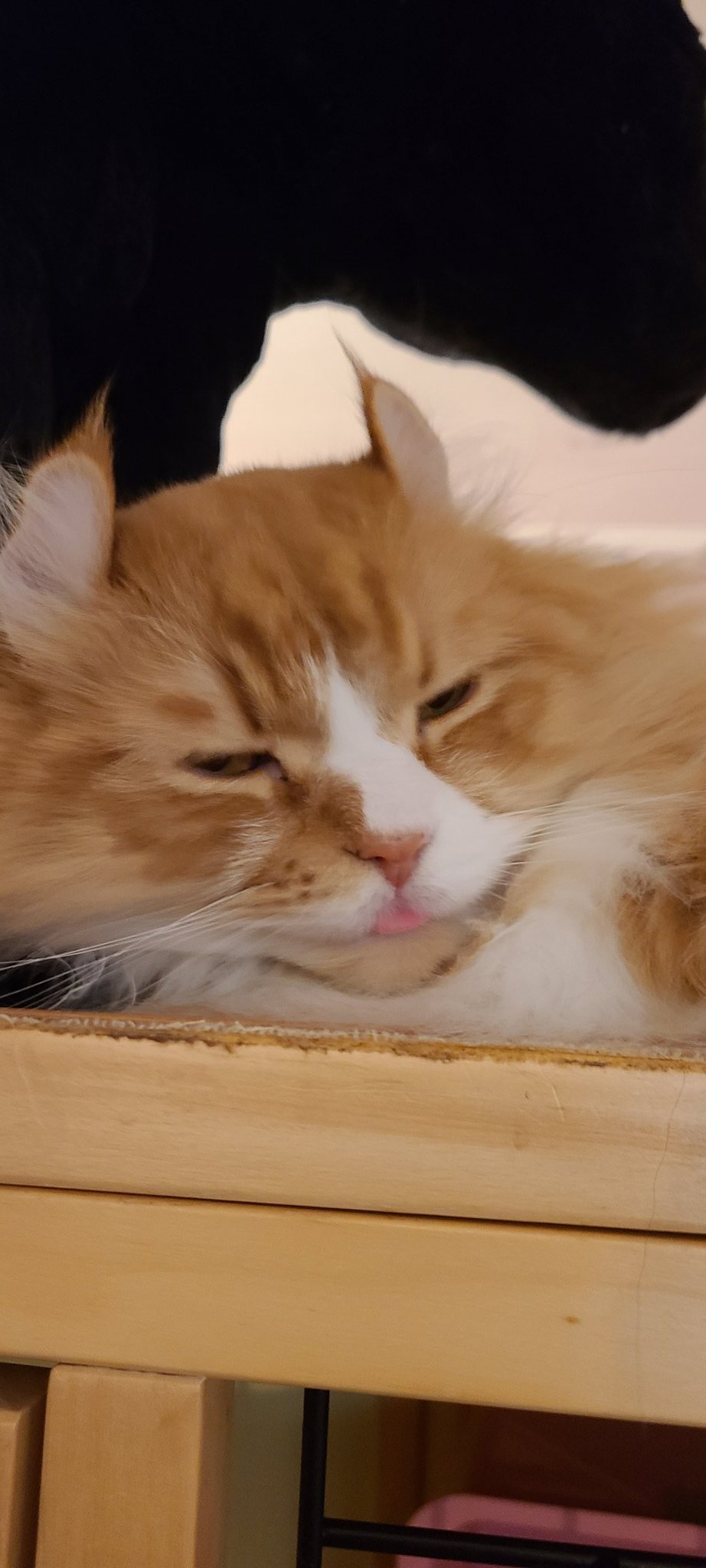 沼津猫カフェにゃんこ 3sdcgynllb4swqx Twitter