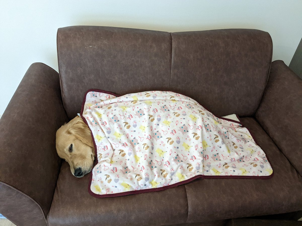 むぎとエール (@mugimeshi05) / Posts / X