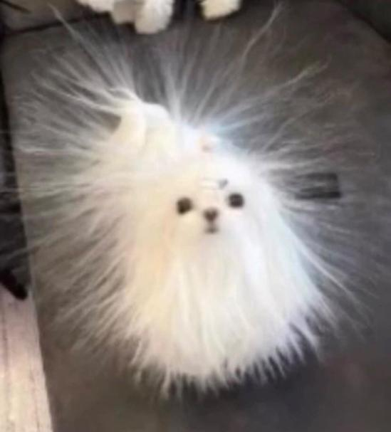 THIS IS LITERALLY CACKLING ME UP IC AN'T FOCUS GIMMICK
