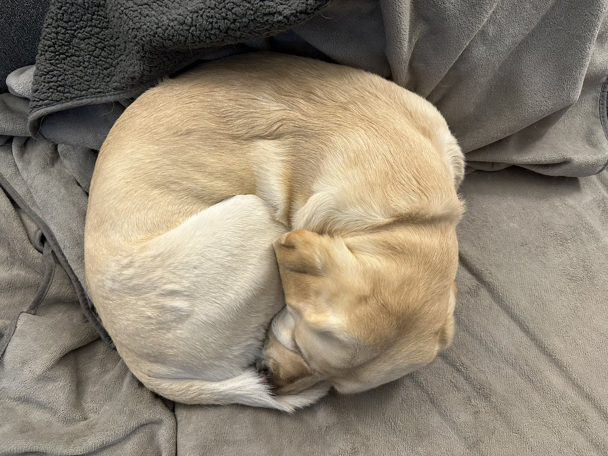 Yep leaning into the one dog photo a day. I call this sleeping position Barley Bagel even though the wrinkles lean more towards croissant.