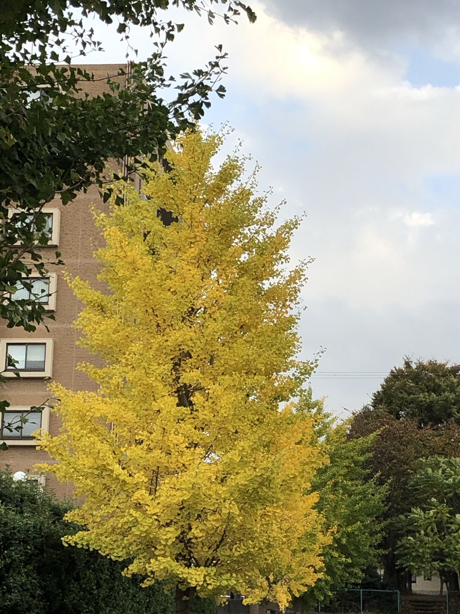 Cousuce7175's tweet photo. みなさまこんにちは😊

今日の北陸は雨☔️
寒い日になりました🍂🍁

良い日曜をお過ごしくださいヽ(´▽｀)/ https://t.co/AklVMhFB6y