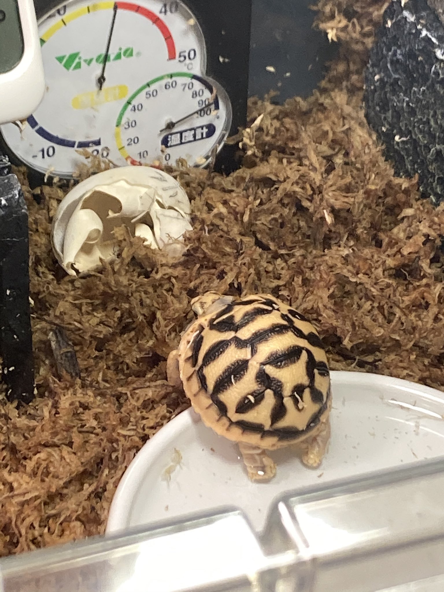 Ns Plusgoeflutz Twitter