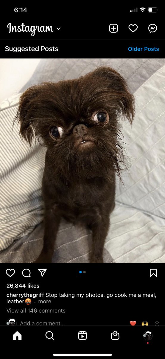 ShaunSZN_'s tweet photo. Got my new dog https://t.co/OPvnQm3pKG