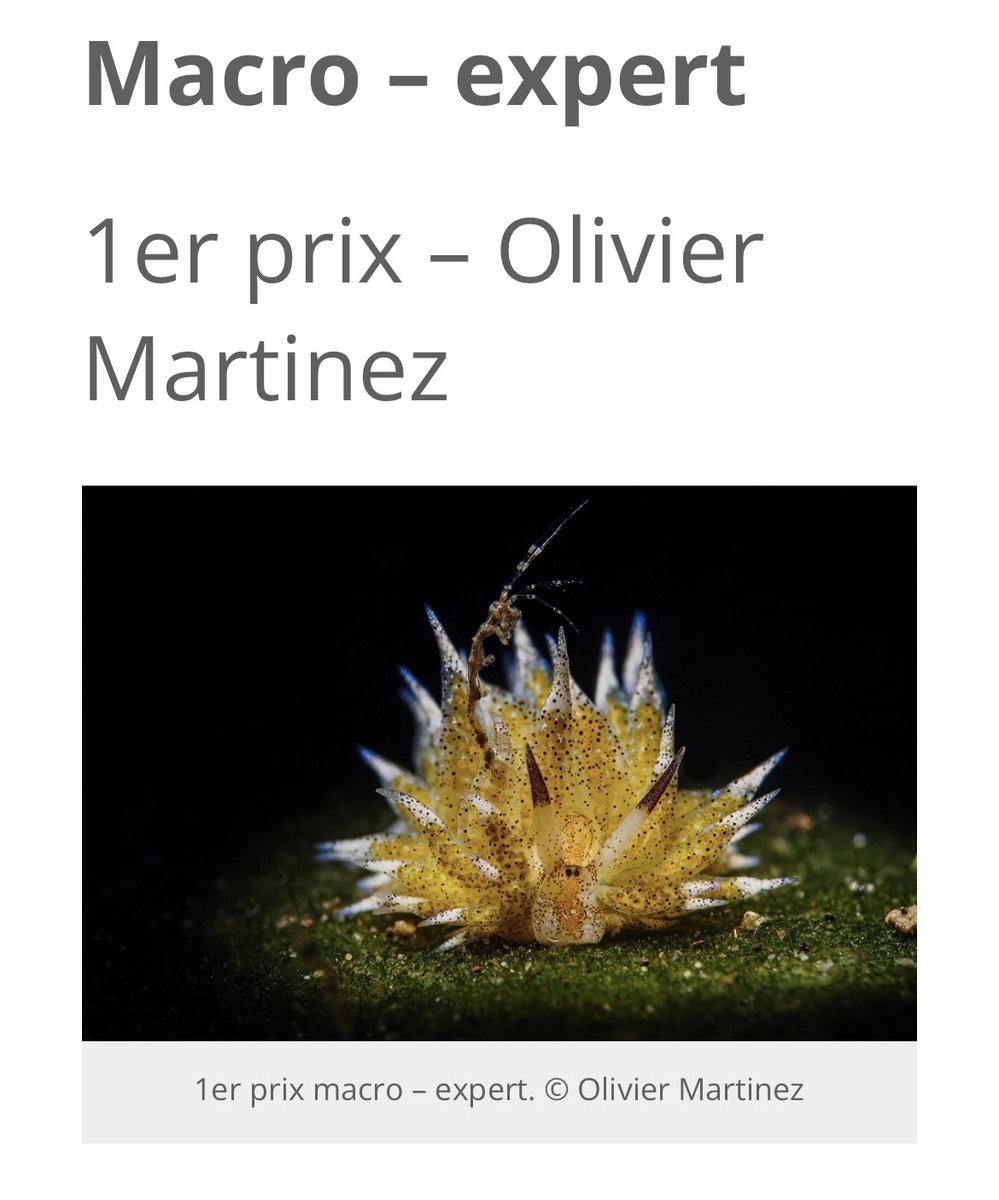 Gm, Gm, another prestigious price in the Galathea underwater Festival! My capture "The Passager" Win the 1st price in Macro category NFT Will be available soon on <a href="/foundation/">Foundation 🌐</a> #underwaterphotography 
#nftcollectors 
#NFTphotographers 
#NFTUnderwater 
#UnderwaterNFT 
#Marelux