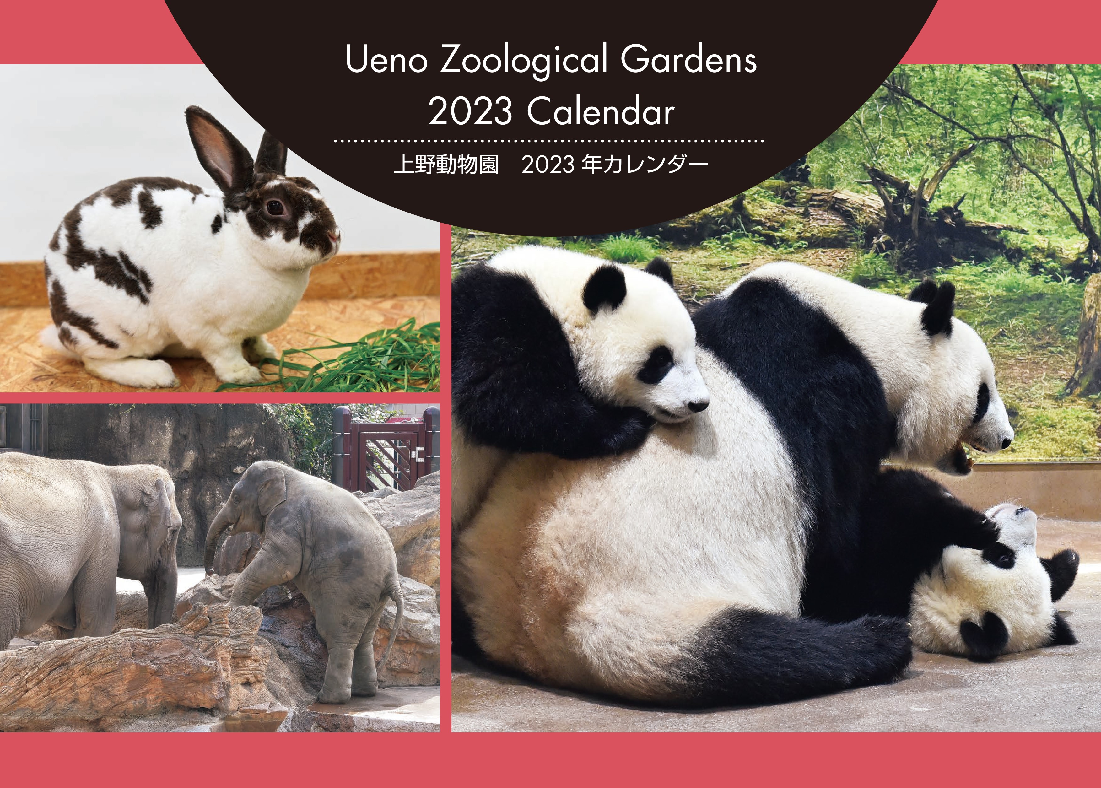 Amazon.co.jp: 完売上野動物園 公式 壁掛けカレンダー2024