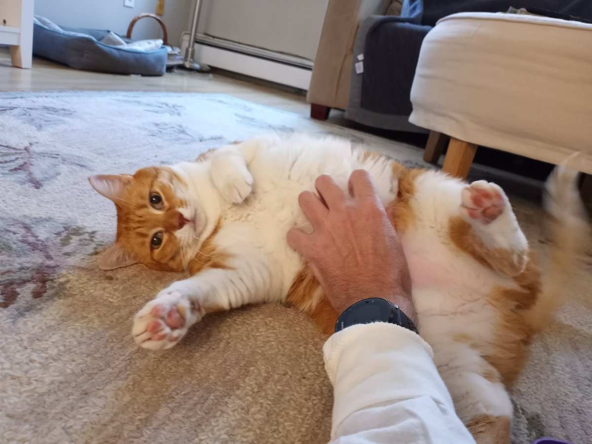 BuckyKatt's tweet image. Here's hoping your #Caturday has been as relaxing as Lily's. #CatsOfTwitter #CatsofNewJersey #JerseyCats