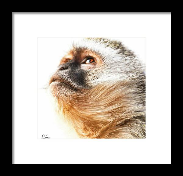 denisew428's tweet photo. #monkeyprint #monkey #vervetmonkey #africa #africansafari #monkeylovers #wildlifephotography #wildlifeconservation #BuyIntoArt #ShopEarly get it here!
https://t.co/FAFQ1uaLih https://t.co/79tqnS9M9e
