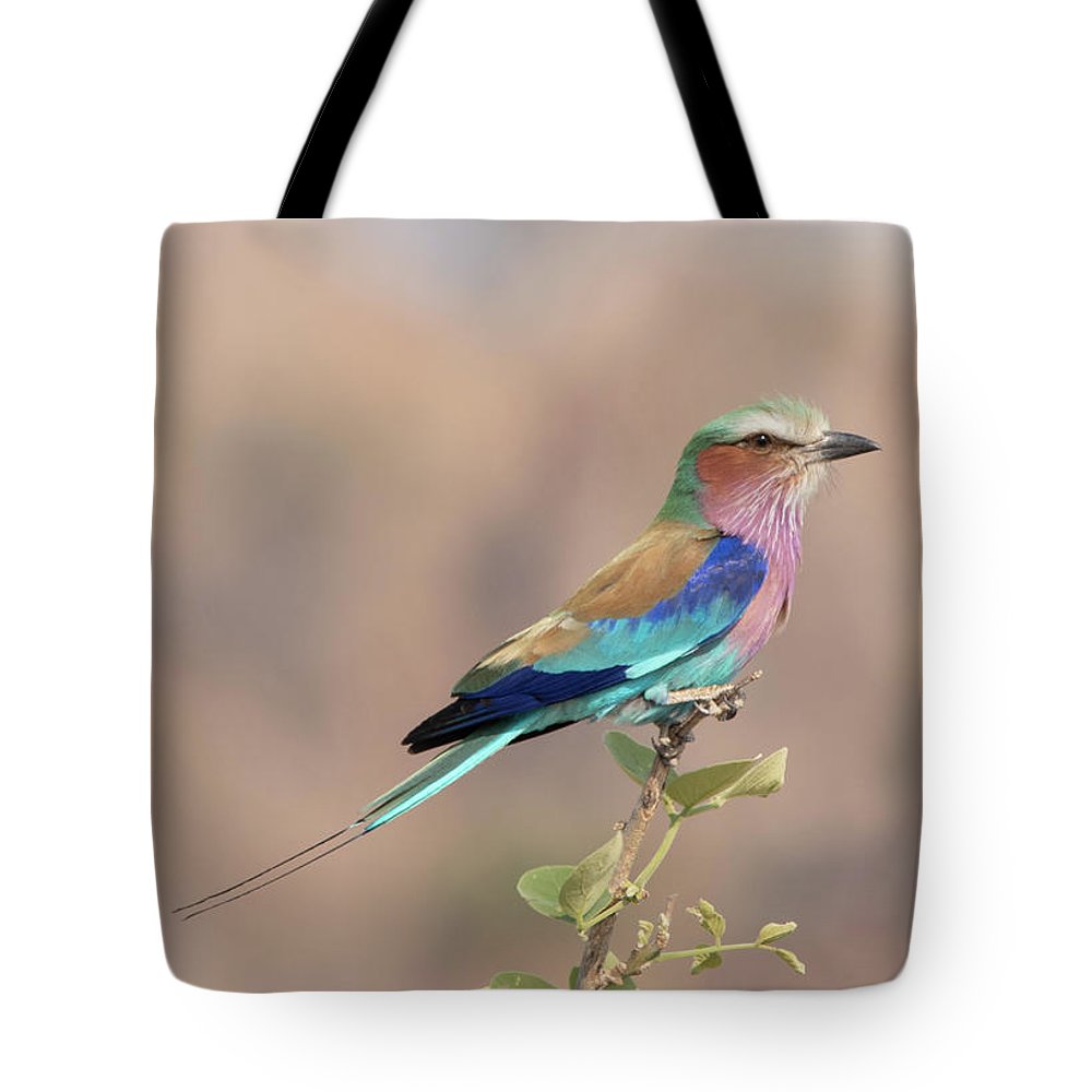 #totebag #totebags #lilacbreastedroller #africanbirds #bird #birdlovers #BuyIntoArt #shopearly #gifts #giftideas
fineartamerica.com/featured/lilac…