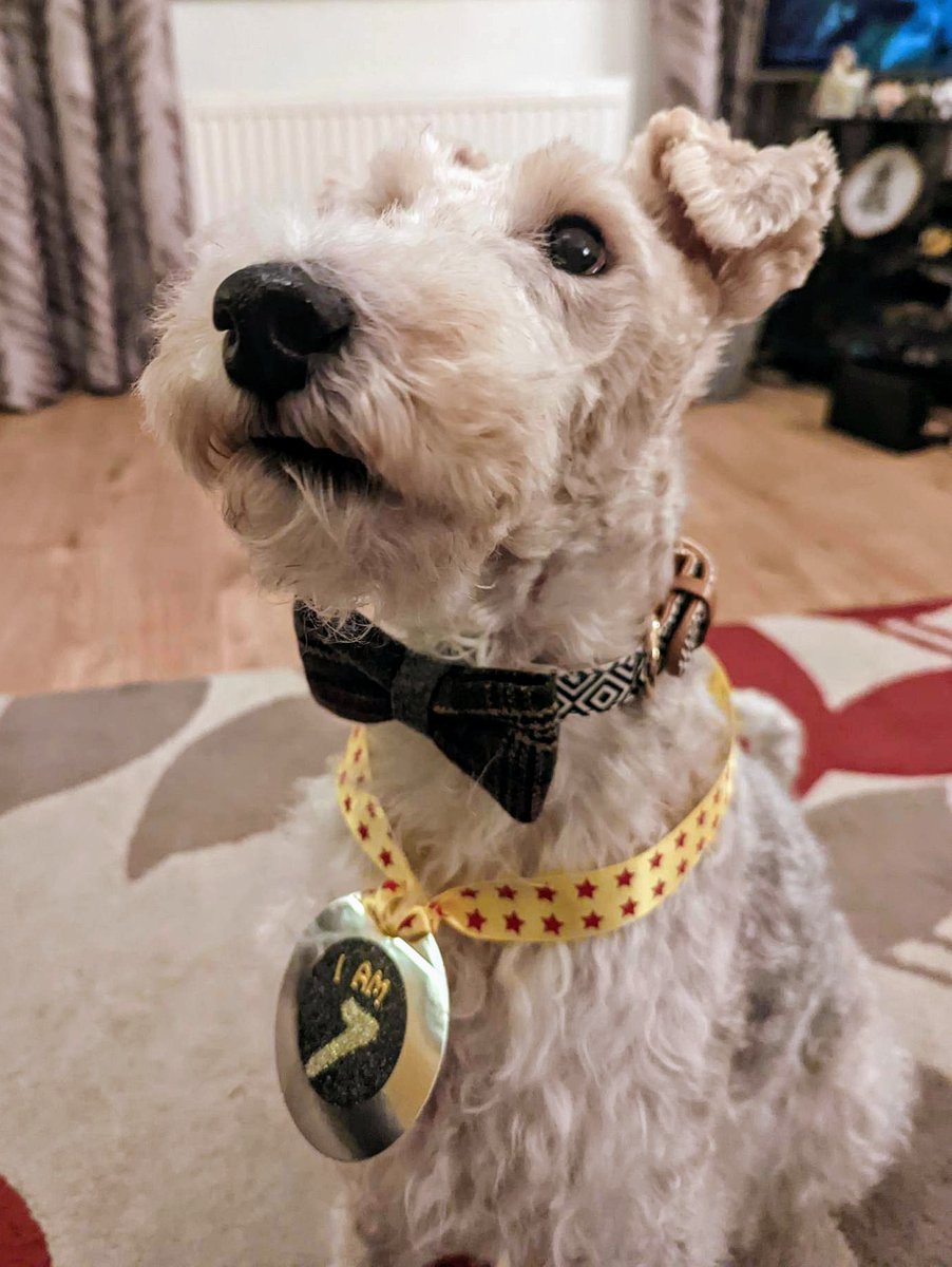 Fox Terrier Wallace (and Gus the Border) tweet media