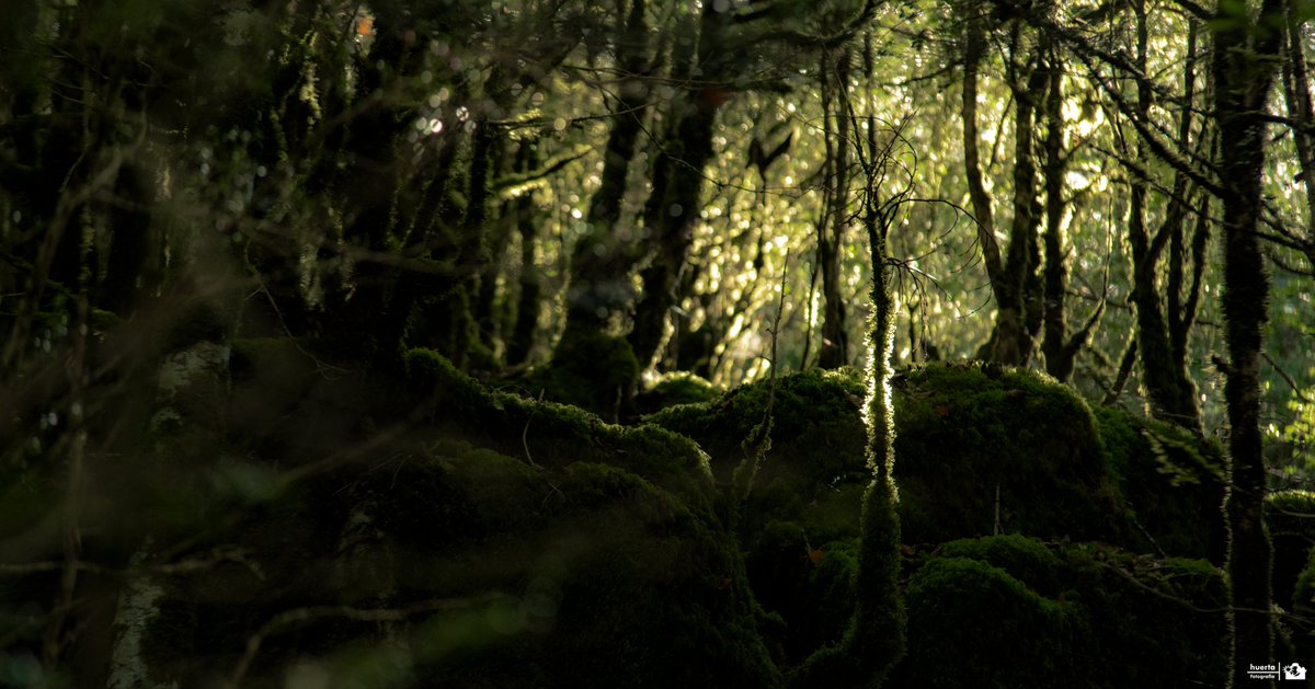 Arcano #selvadeirati #navarra #nafarroa #navarragrafias #pirineos #nature #landscape #forest #huertafotogram #huertafotografia #pentax #naturephotographer #landscapephotography #forestphotography #autumn #naturaleza #paisaje #natgeoesp #natgeo #natgeolandscape #nature_captures