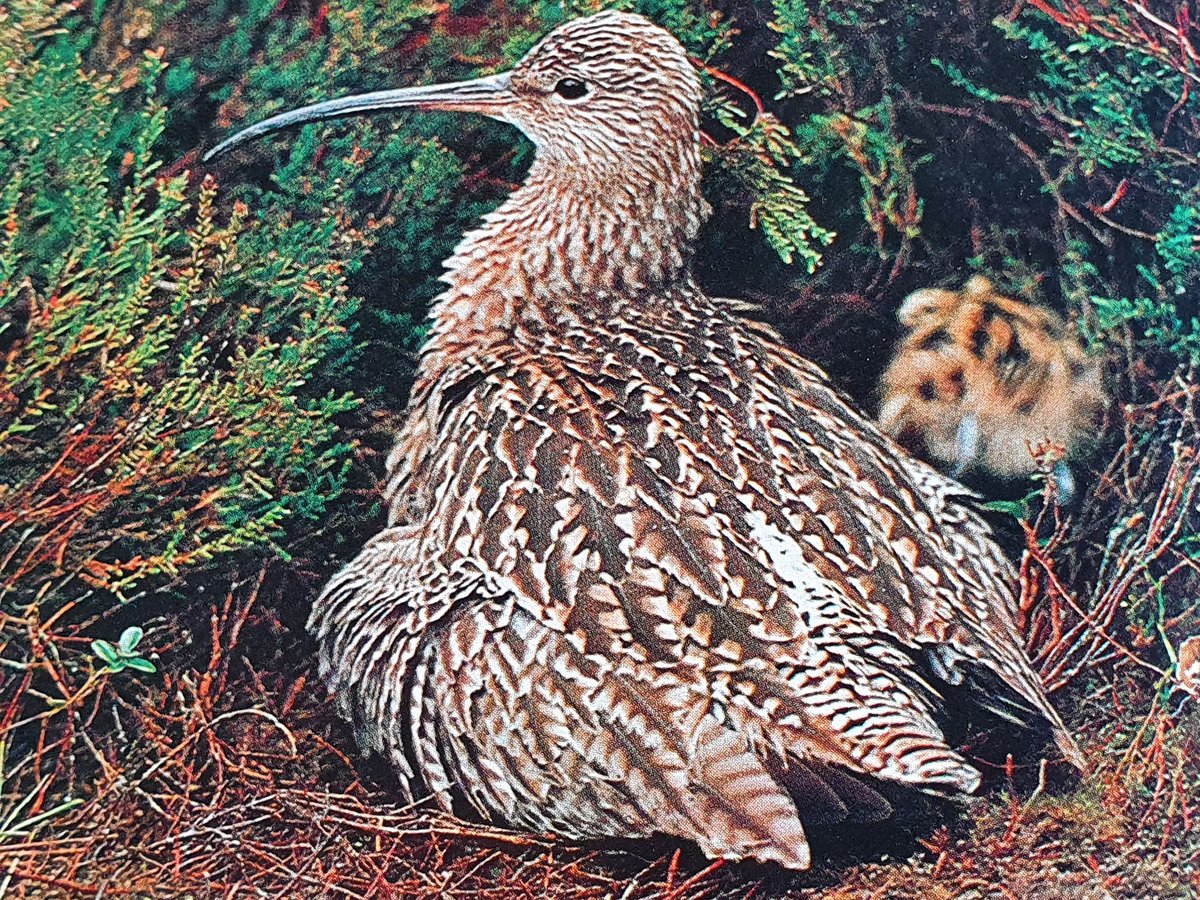 On Wednesday night, a group of us had a great exchange of views on curlew conservation, and the future of nature in the uplands in general, hosted by @curlewcalls. 

It included the role of rewilding, HNVfarming, the shooting community, and much else besides.

My takes?