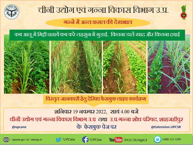 गन्ने में अन्तःफसल की देखभाल :
शनिवार 19 नवम्बर 2022,  सायं 4.00 बजे facebook.com/UPCane चीनी उद्योग एवं गन्ना विकास विभाग उ.प्र  तथा facebook.com/Extension.UPCSR उ.प्र.गन्ना शोध परिषद शाहजहाँपुर के  फेसबुक पेज पर 

<a href="/UPCane/">Cane Development UP</a> <a href="/UPGovt/">Government of UP</a> <a href="/InfoDeptUP/">Information and Public Relations Department, UP</a>