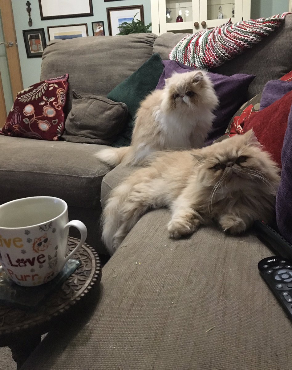 Sasperella32's tweet photo. Meowning!  We suppose the sofa will have to do if the bathroom shelf’s occupied by a blooming flamingo! #sofa #hedgewatch #humanwatch #FridayFeeling #GoodMorningEveryone #CatsofTwittter https://t.co/AyvMpWLDie