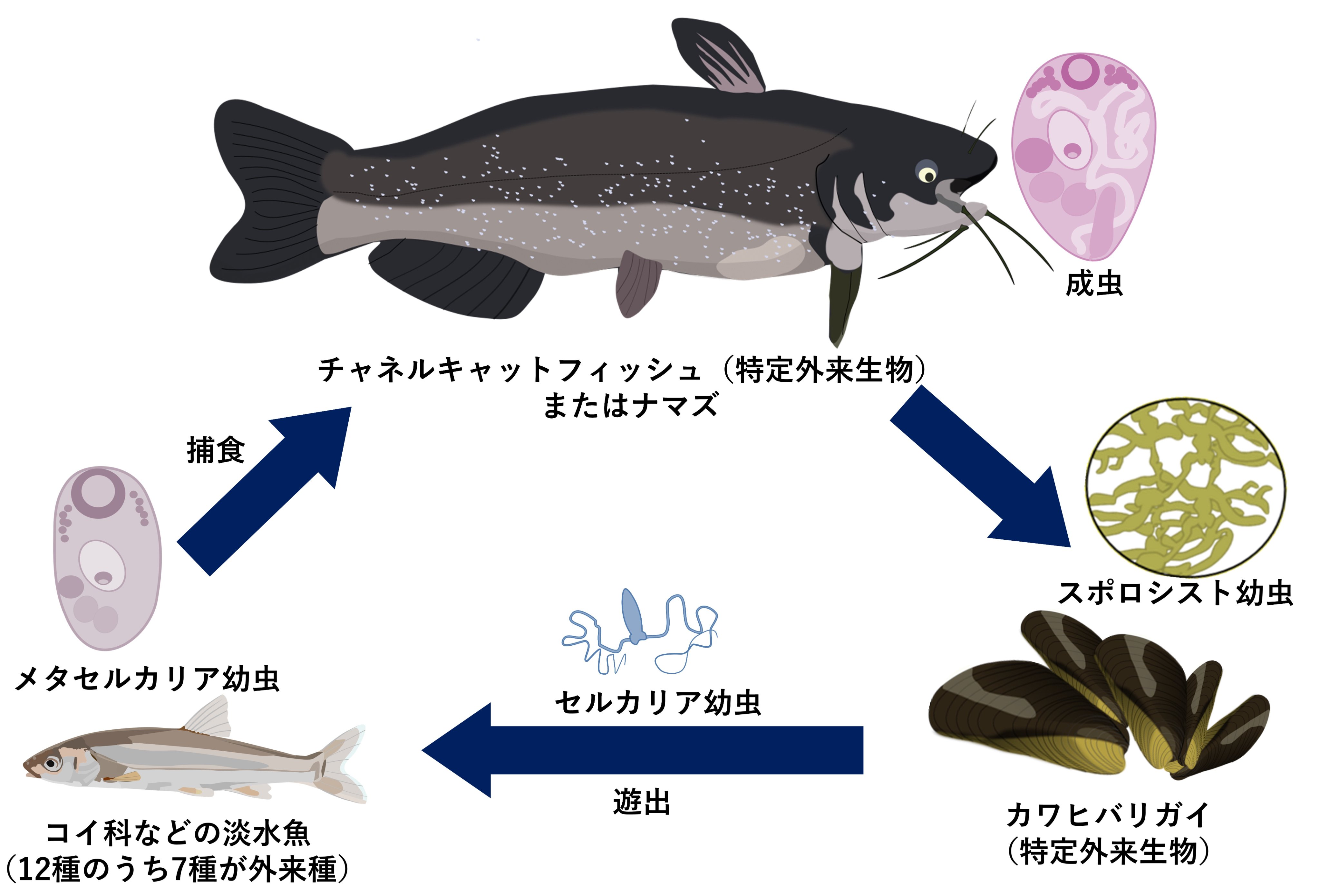 Tsukasa Waki 外来種の寄生虫が利根川水系の一部に侵入し 外来種チャネルキャットフィッシュ アメリカナマズ とカワヒバリガイを経由して 日本在来の小魚に感染して出血症状などを引き起こすことなどを 明らかにしました 共著の先生方のデータと学生２