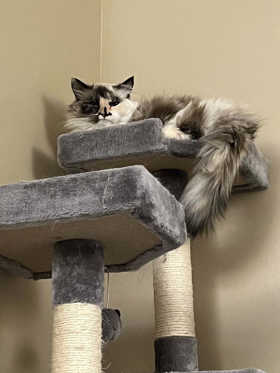 Patricia Lockwood tweet media