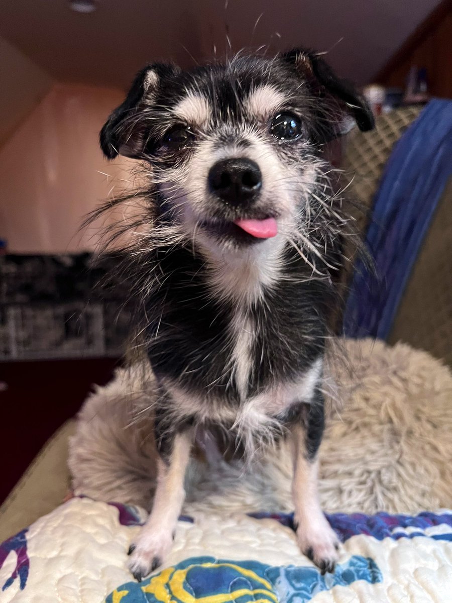 RosesHateTrump's tweet photo. If twitter dies tonight, this wee pup wants all his followers to know he loves each one 💙 https://t.co/qiduonzosx