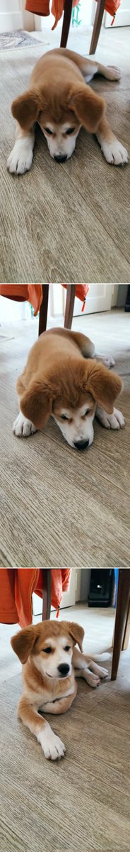 AlgoDollar's tweet photo. SuperDollar🐕‍🦺

#AkitaLab 
#Labrakita https://t.co/BJR7dFWyRf
