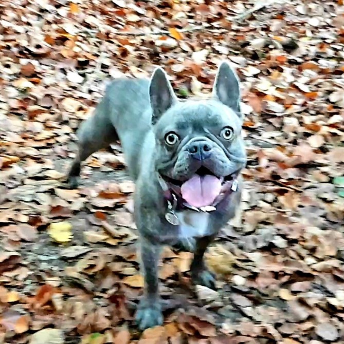frenchbullycoco's tweet photo. Autumn Vibes๐ถ๐พ๐
https://t.co/mbiIpgRuJ4
#MansBestFriend #ParkLife #Walkies #FrenchBulldog #FrenchBulldogLovers #FrenchieLife #FrenchieLove #UKFrenchie #FrenchieCrew #PuppyLove #DogOfTheDay https://t.co/ep6uK4wRxs
