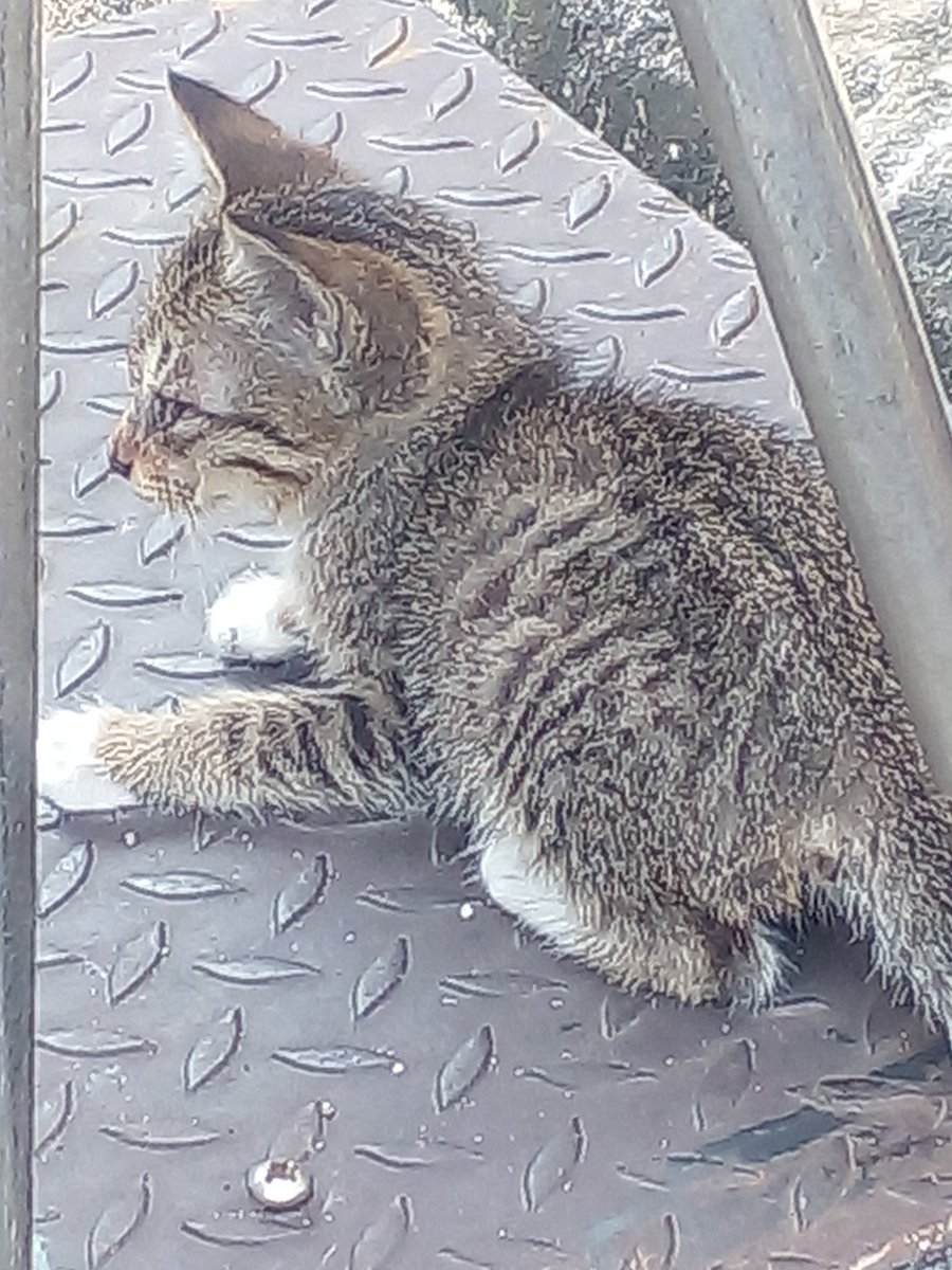 「 ส...สะ....สวัสดีตอนเช้านะ! วันนี้ฉันไปซื้อไก่ย่างถ่านมา, ล...ละก็เจอแมวเลยถ่าย...ตะ...ตๆๆ ติดมาด้วย-」