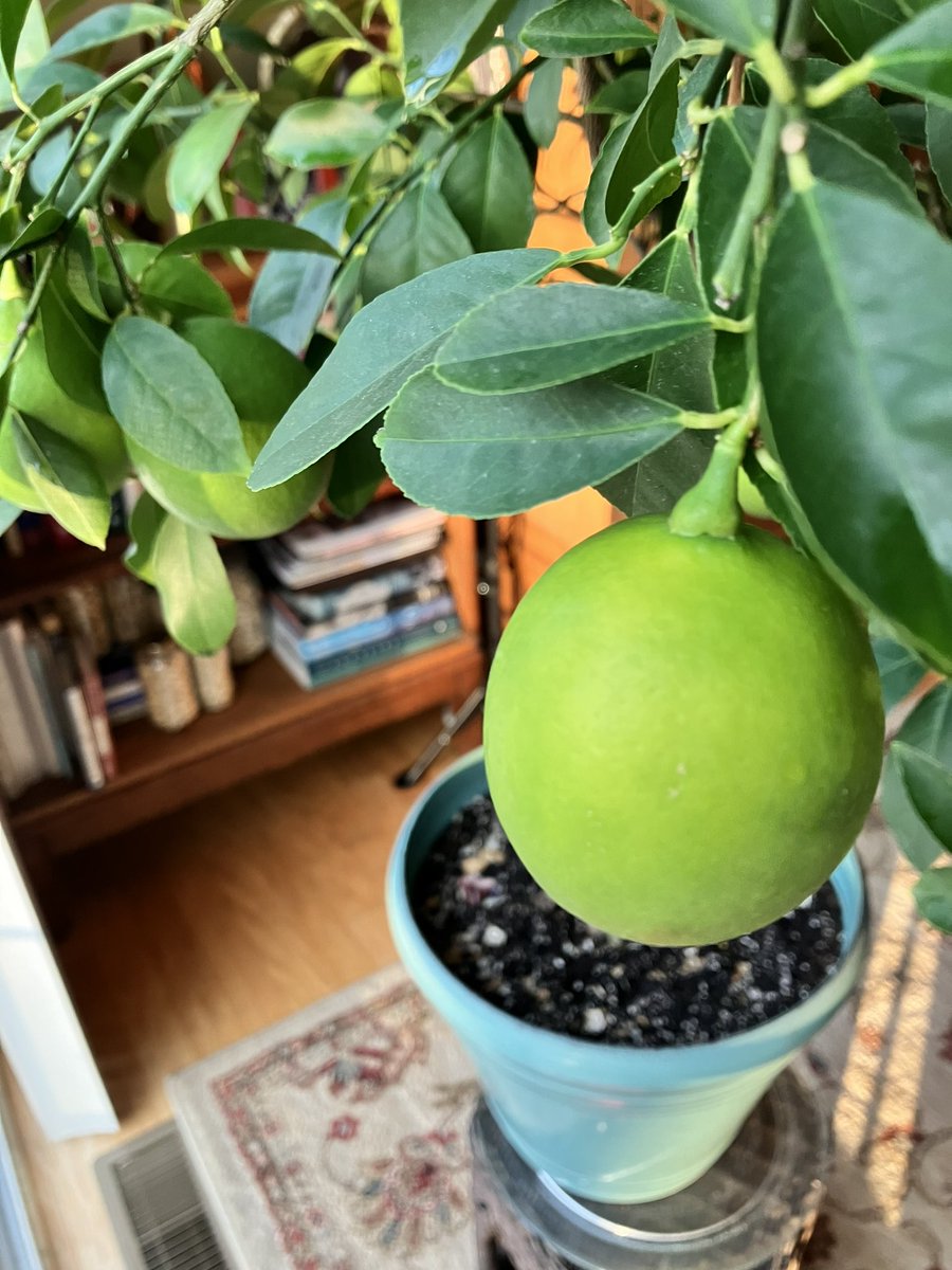 MaryDanielsen's tweet photo. If Twitter ends tonight I want you all to remember me as the woman who grew to lemon trees inside her townhome, currently supporting 14 lemons. Also, my son &amp; I will forever love @kingarthurflour. Bring on the baking! https://t.co/FzovJuSE5O