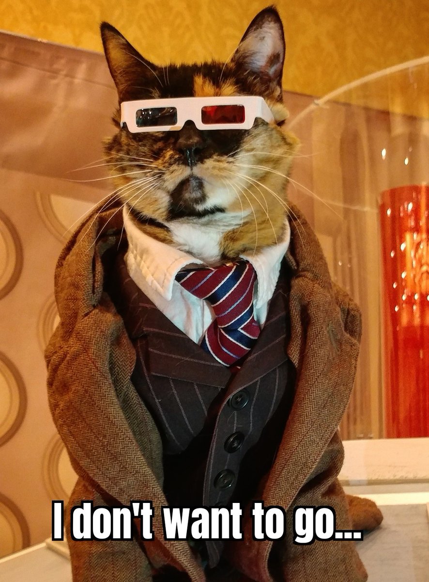 Cat Cosplay tweet media