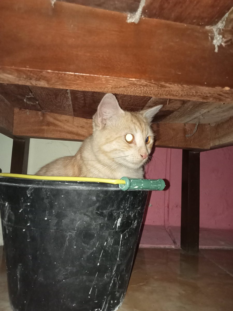 Kucing masuk ember ygy