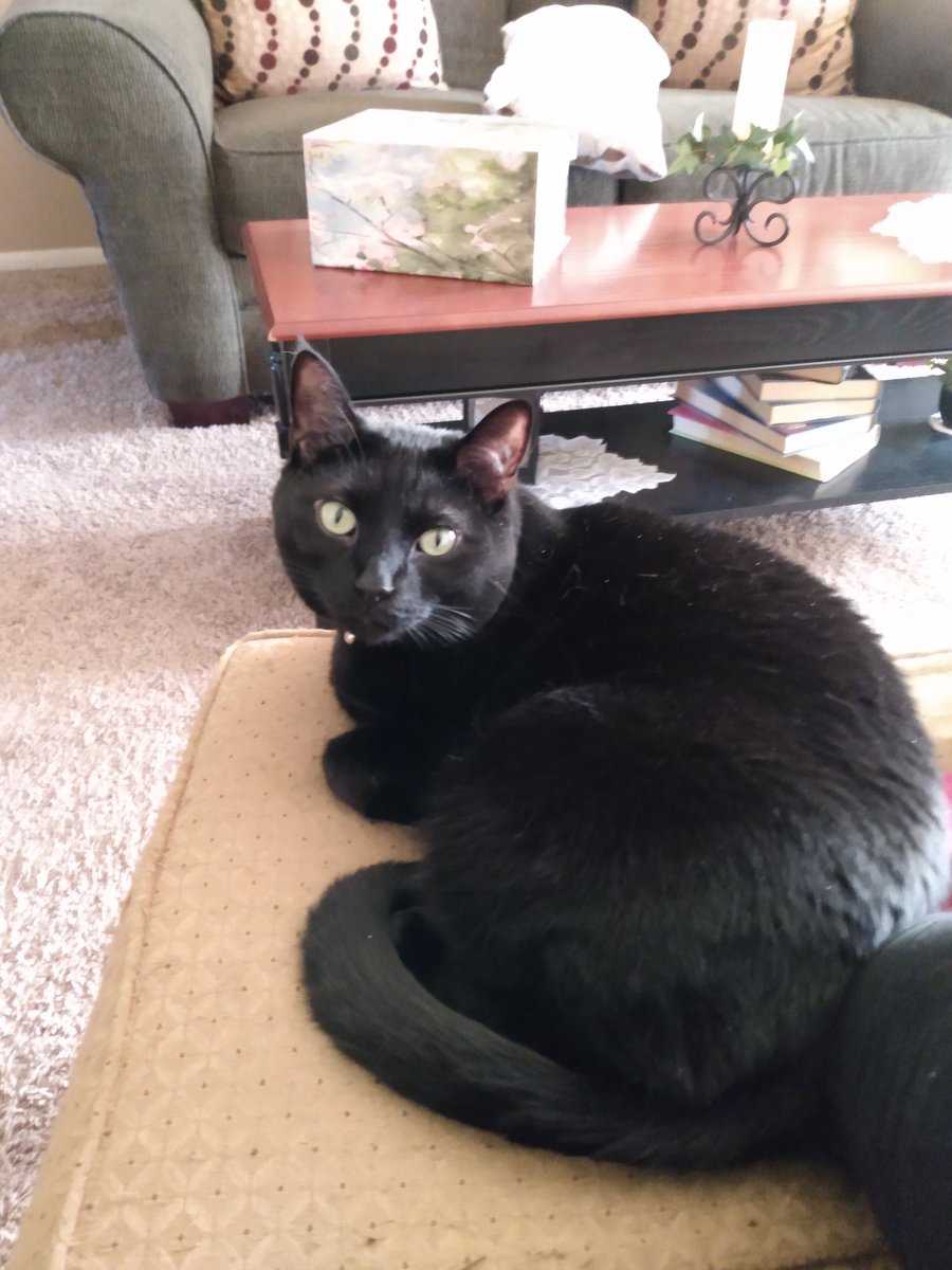 catcloud_'s tweet photo. In case Twitter implodes, here are some very cute photos of my cat. https://t.co/ErLq2zcceN