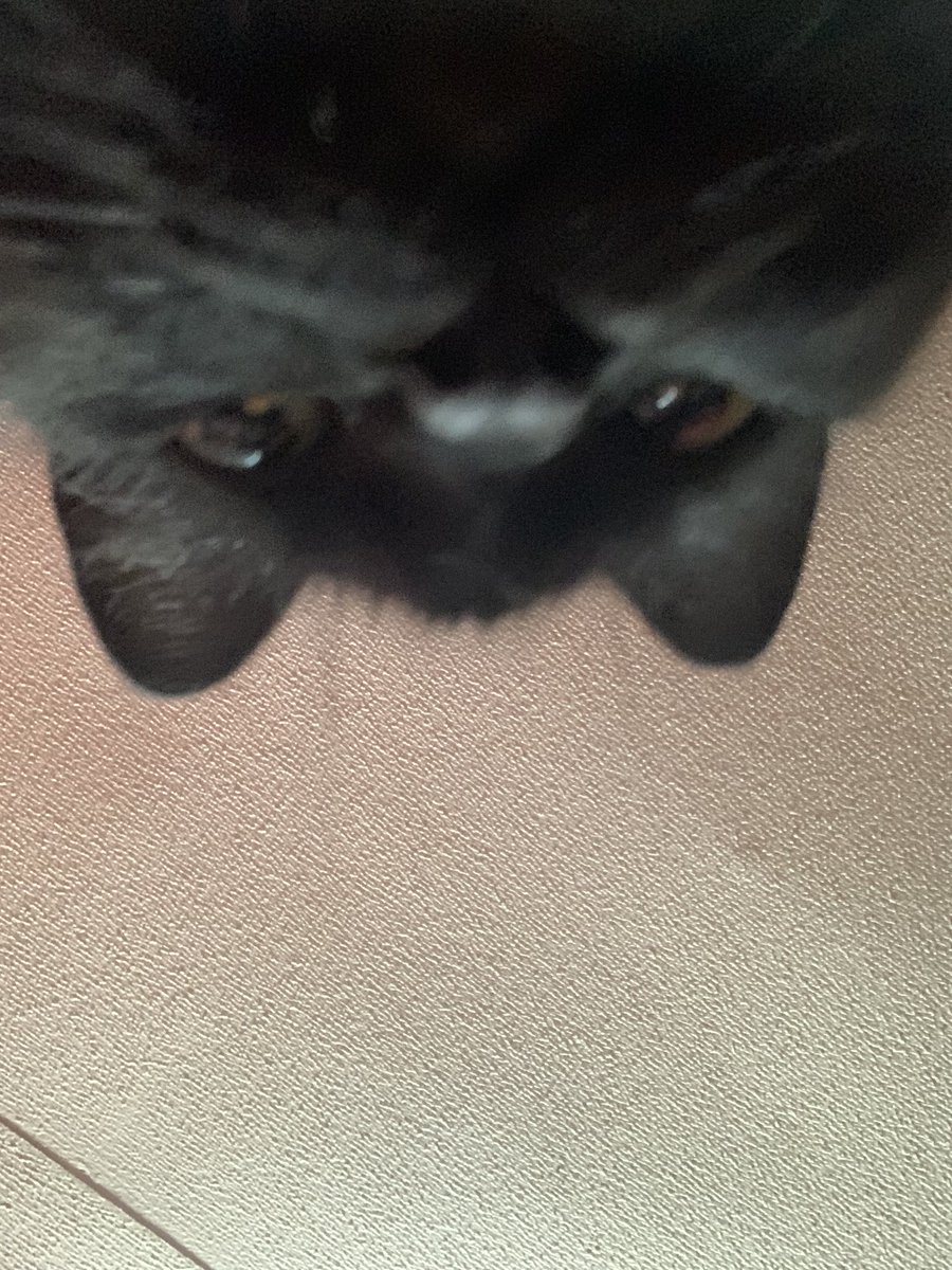 NotAffinity's tweet image. Pic of my cat since twitter about to die apparently 🫡