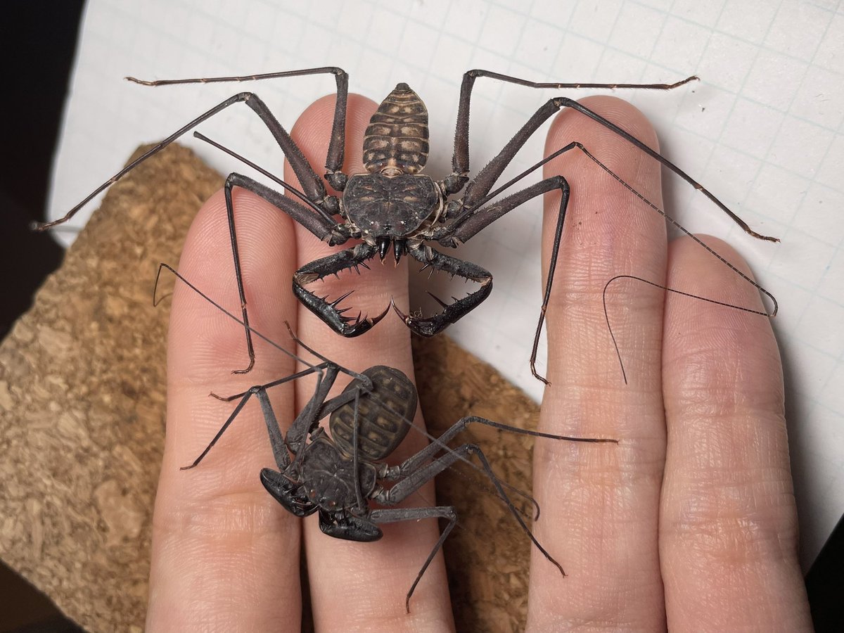 invertebrate tweet media
