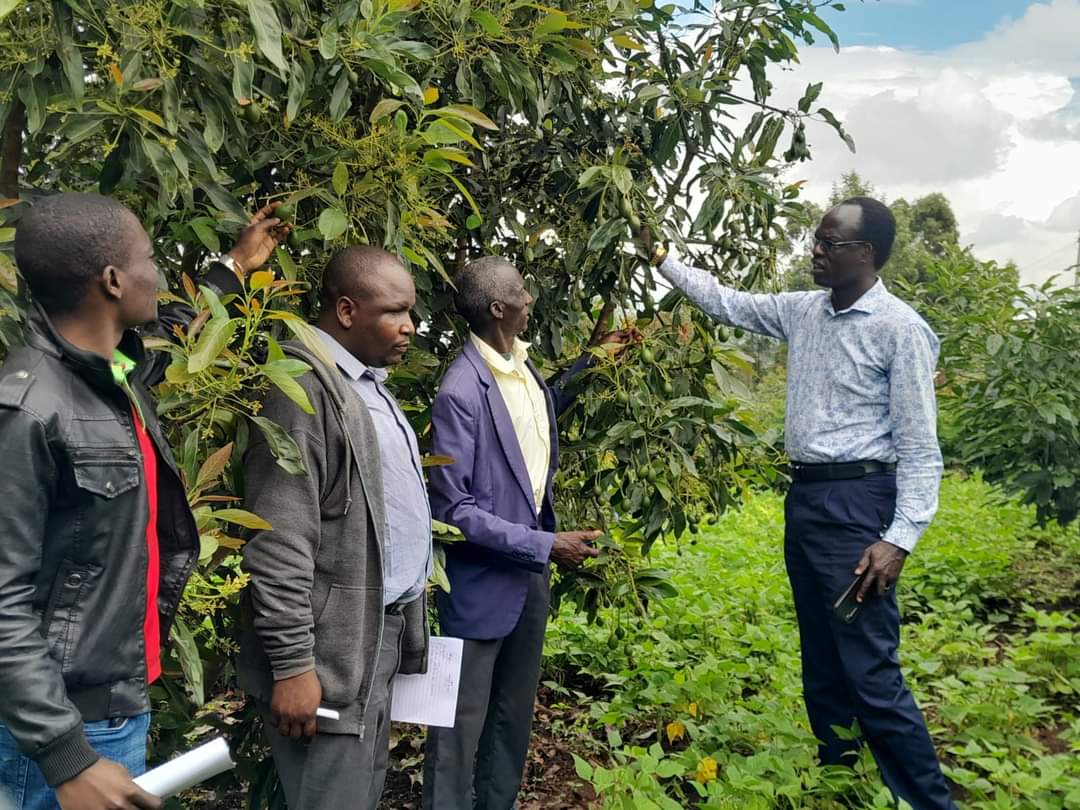With a team from Fresh Produce Consortium of Kenya -  FPC KENYA in Retired Chief Paul Tirop (in a blue jacket)  Avocado Farm in Nandi Hills Nandi County on 16th November 2022. Avocado is a growing value that I encourage everyone to join.