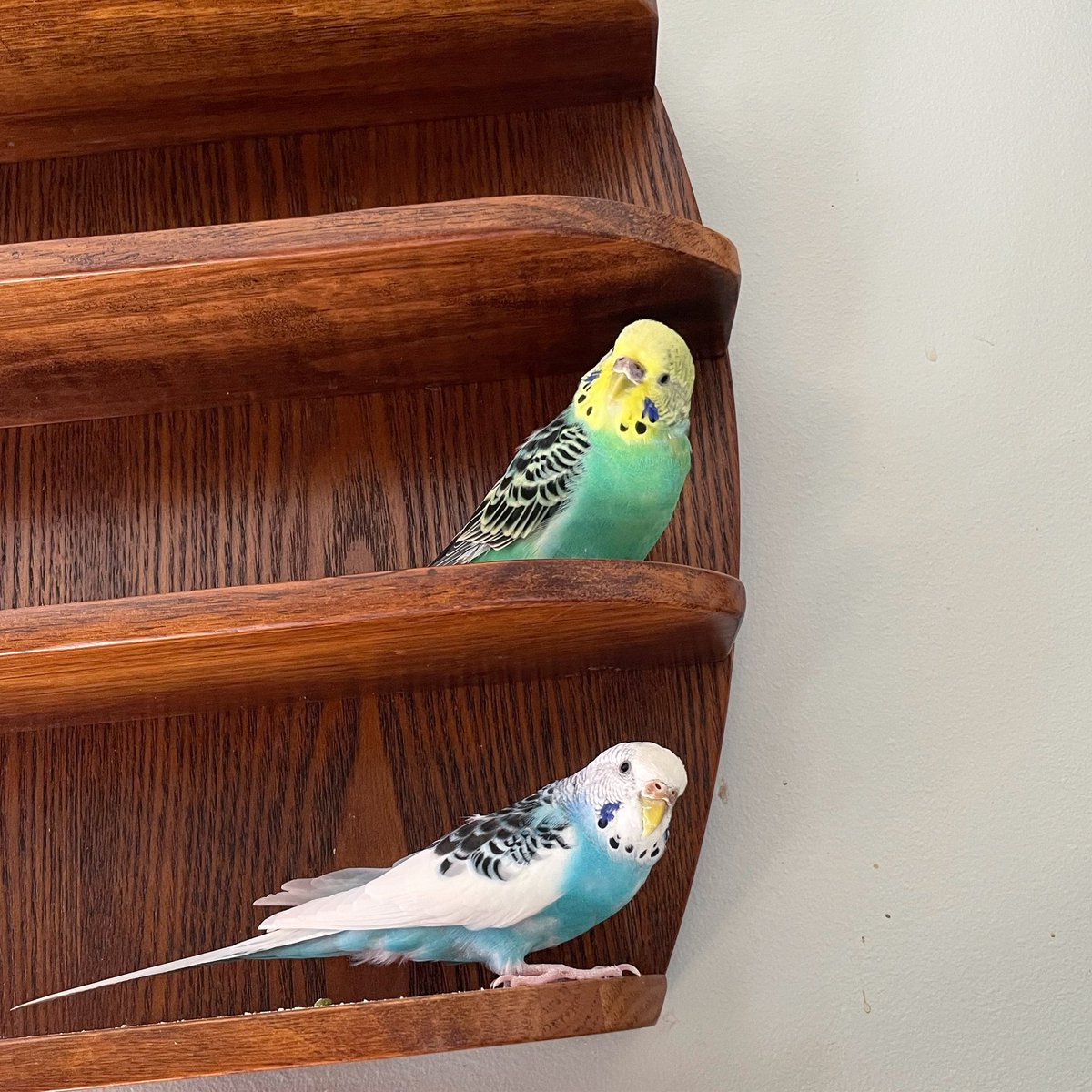 cotymwest's tweet photo. My birds 💕 They cleared off this shot glass shelf. It is now their shelf. 😂 https://t.co/LToej6fuSm