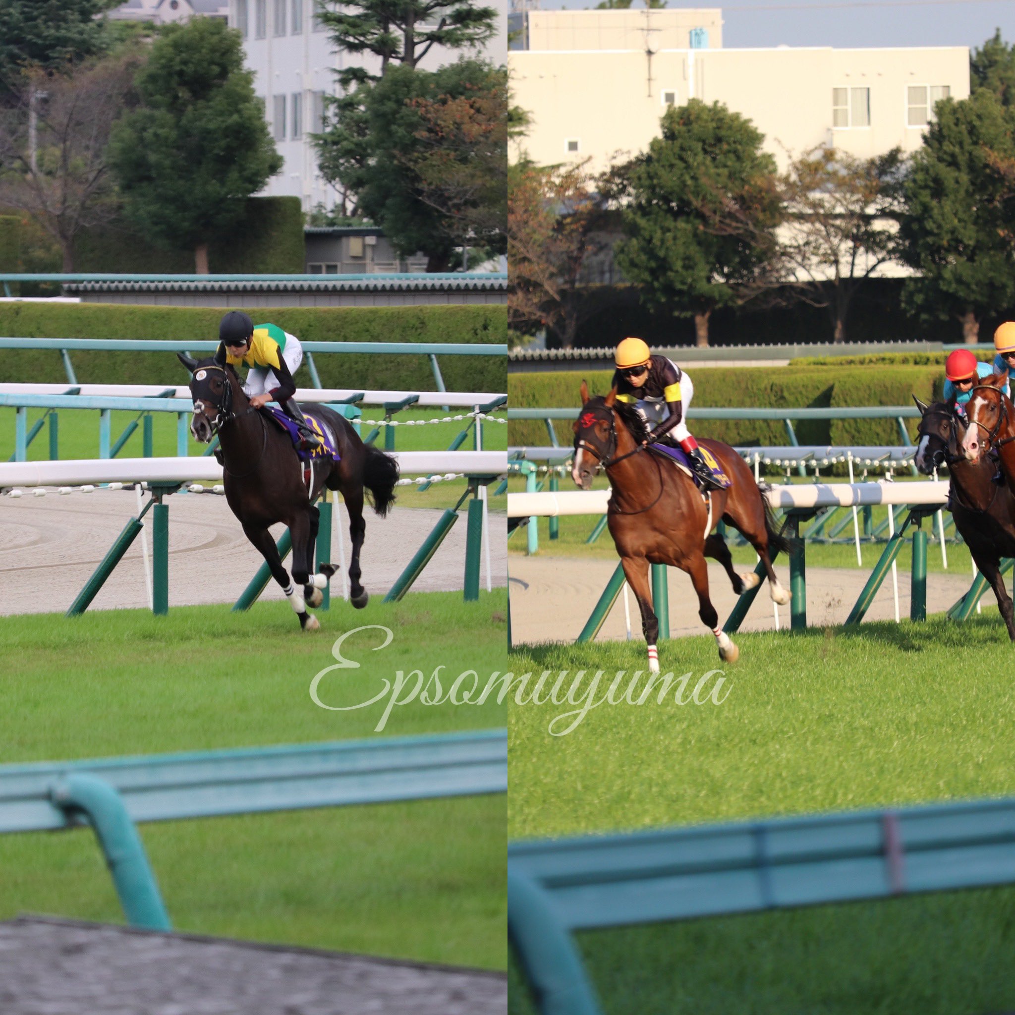 菊花賞 Twitter Search Twitter