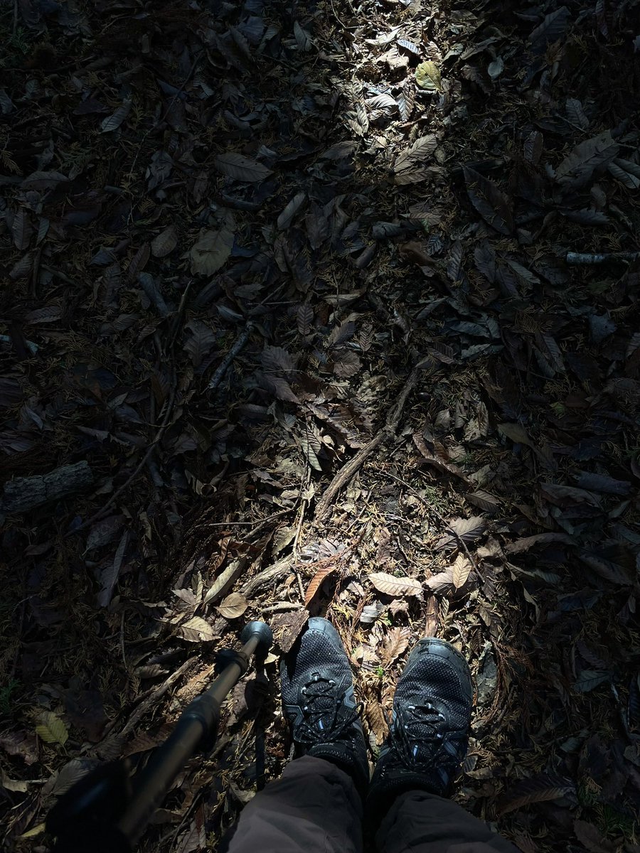 兵庫県朝来市の山に行ってきました。
森の中は落ち着きますね。
こもれびを感じながらHikeを楽しむ♪
大事な時間です。
コモレビ写真No.①